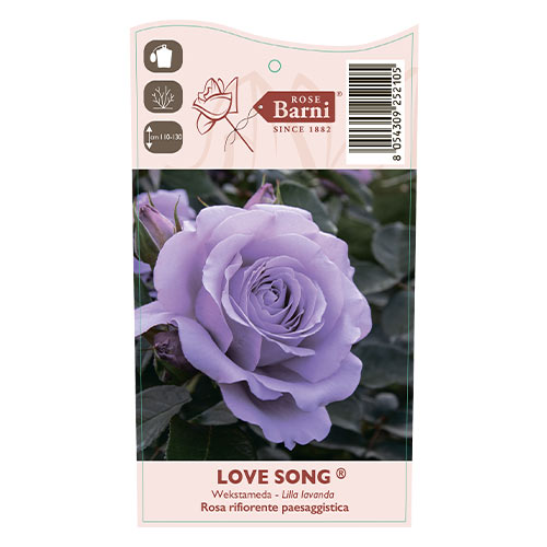 Róża rabatowa Love Song®, C5 interface.image 5 interface.art 5545