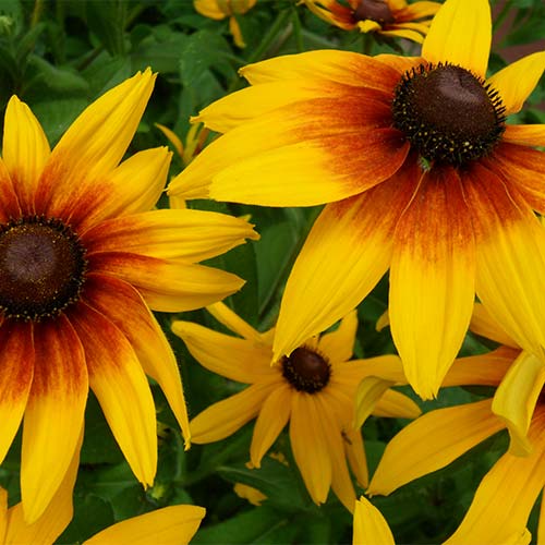 Rudbeckia (Bulgări de soare) Maxima imagine 1 articol 01408