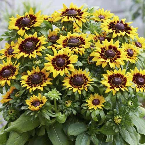 Rudbeckia (Bulgări de soare) SmileyZ Tiger, C3 imagine 1 articol 8573
