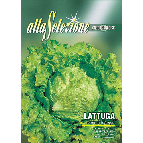 Salată Batavia blanca imagine 1 articol 87170