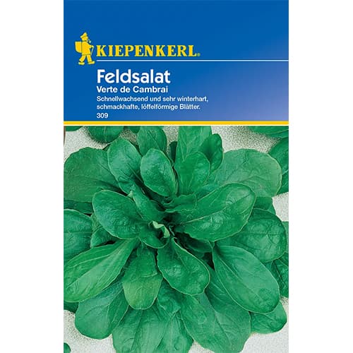 Salată de câmp (Fetică) Verte de Cambrai imagine 1 articol 77493