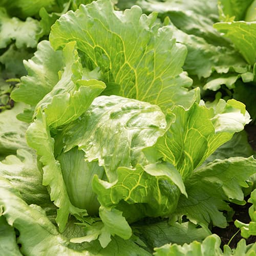 Salată iceberg Brasiliana Kiepenkerl imagine 1 articol 50009