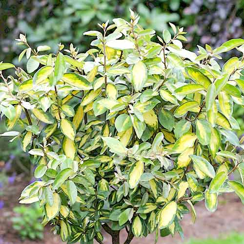 Sălcioară Limelight imagine 1 articol 4432