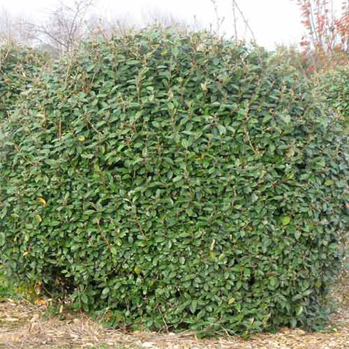 Sălcioară Super Compacta imagine 1 articol 4433