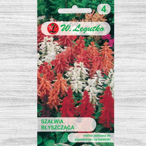 Salvie decorativă, mix multicolor Legutko imagine 1 articol 78592