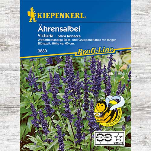 Salvie mexicană Victoria imagine 1 articol 86230