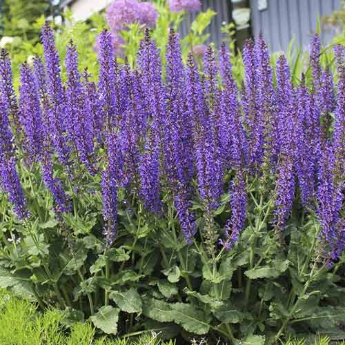 Salvie Midnight Purple, C3 imagine 1 articol 8575