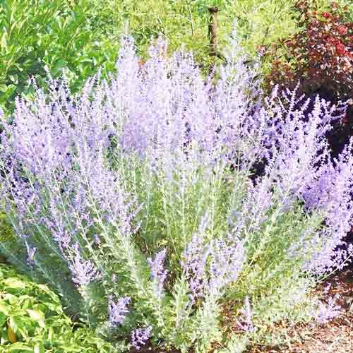 Salvie rusească Little Spire imagine 1 articol 2590