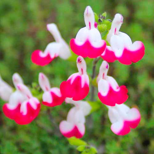 Salvie (Salvia greiggii) Cherry Lips imagine 1 articol 5628