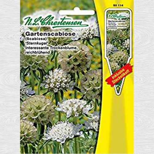 Scabiosa stellata (Sipică) Sternkugel imagine 1 articol 69372