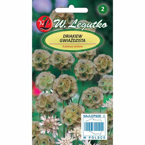 Scabiosa stelată imagine 1 articol 96697