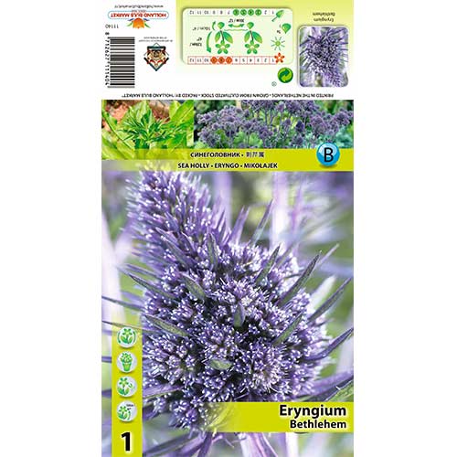 Scai vânăt (Eryngium) Bethlehem imagine 1 articol 70484