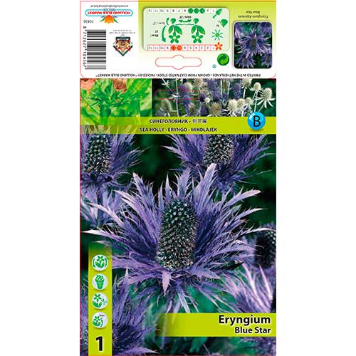 Scai vânăt (Eryngium) Blue Star imagine 1 articol 76232