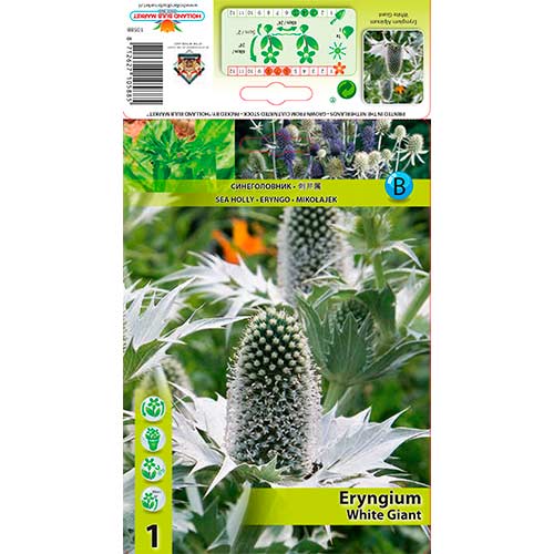 Scai vânăt (Eryngium) White Giant imagine 1 articol 76233