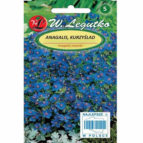 Scânteiuță (Anagaliis) albastră imagine 1 articol 96764