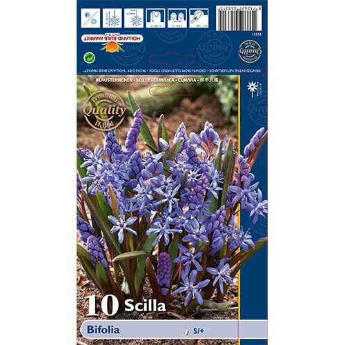 Scilia Bifolia imagine 1 articol 70240