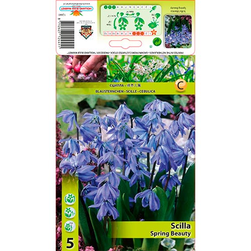 Scilla Siberica Spring Beauty imagine 1 articol 70242