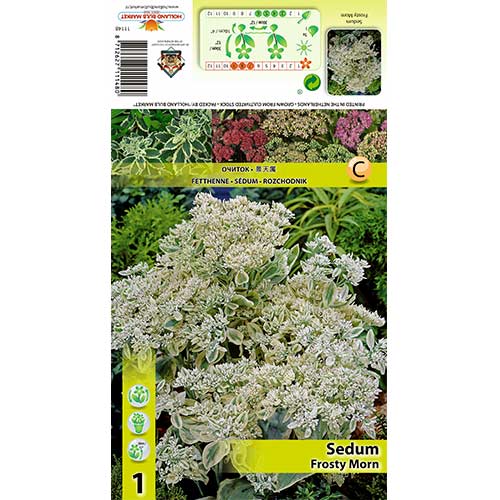 Iarbă grasă (Sedum) Frosty Morn imagine 1 articol 70487