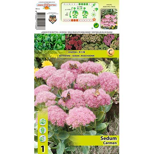 Седум (Sedum Spectabile) Carmen изображение 1 артикул 70485
