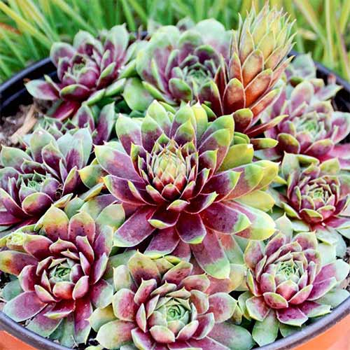 Sempervivum (Urechelniță) Queen Elizabeth imagine 1 articol 01364