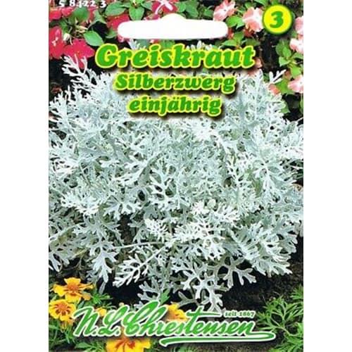 Сенецио, bicolor, Silberzwerg изображение 1 артикул 87817