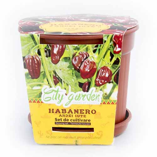 Set de cultivare - Ardei iute Mexican Habanero Chocolate imagine 1 articol 96308