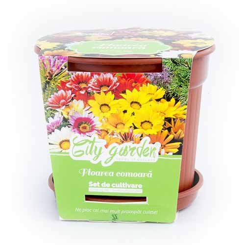 Set de cultivare - Gazania (Floarea comoară) mix multicolor imagine 1 articol 96318