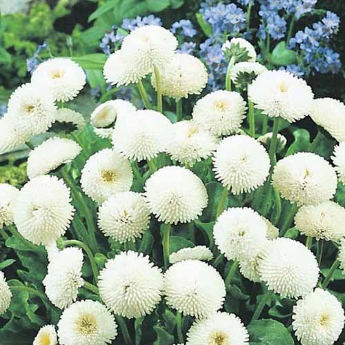 Set răsadniță mică și Bănuței imagine 1 articol 96275