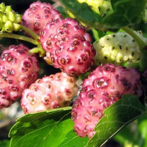 Dud Pink Princess imagine 1 articol 9247