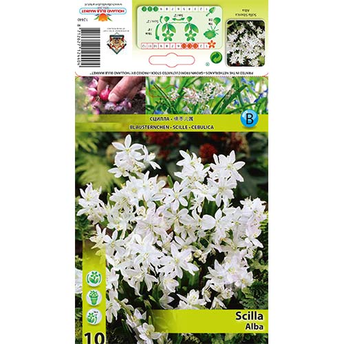 Синчец Siberica Alba изображение 1 артикул 67674