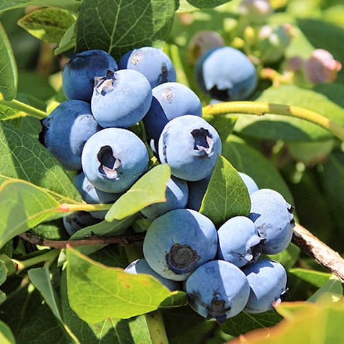 Боровинка синя Bluegold, P9 изображение 1 артикул 9323