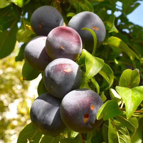 Слива (columnar) Sonic Lady изображение 1 артикул 2023