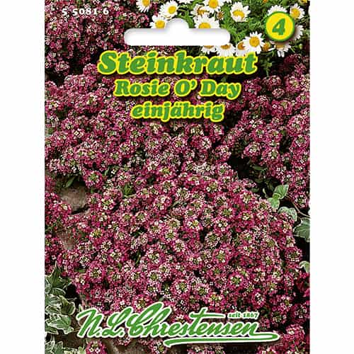 Smagliczka (Alyssum) Rosie O'Day interface.image 1 interface.art 86166