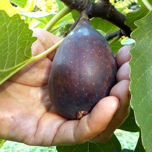 Smochin Black Mision, С2 imagine 1 articol 6928