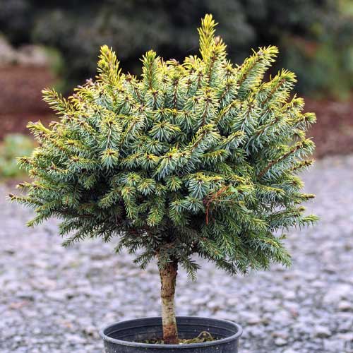 Смърч Peve Tijn, C5 изображение 1 артикул 8249