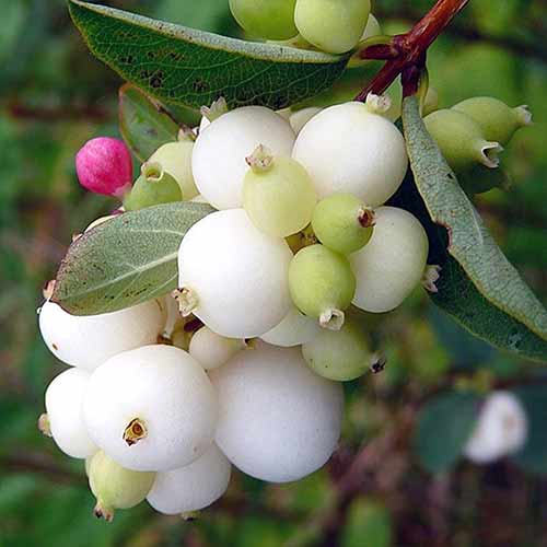 Снержноплодник Alba изображение 1 артикул 4810