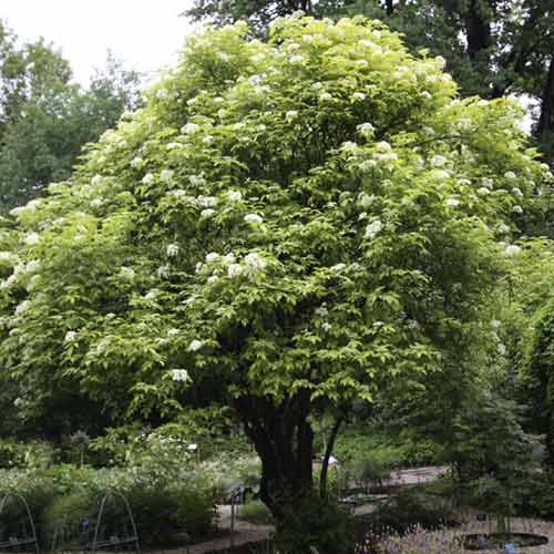 Soc negru Aurea, C3 imagine 1 articol 8576