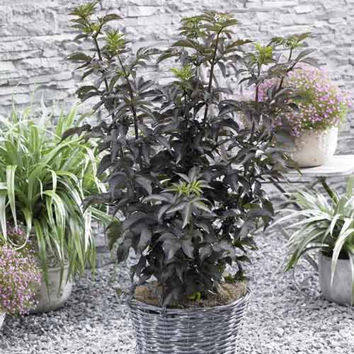 Soc negru Black Tower PBR, C5 imagine 1 articol 8577