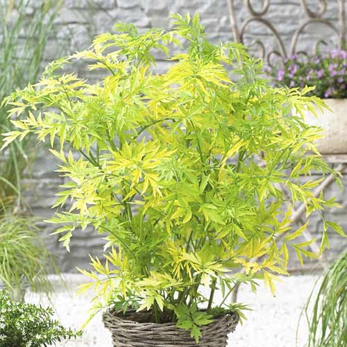 Soc negru Golden Tower PBR, C3 imagine 1 articol 8578