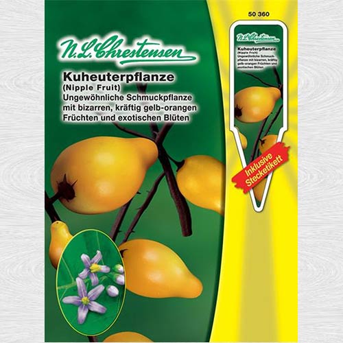 Solanum mammosum imagine 1 articol 69375