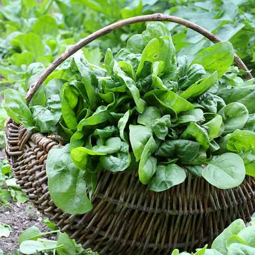 Spanac imagine 1 articol 66754