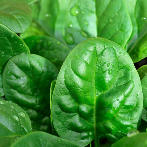 Spanac imagine 2 articol 66754