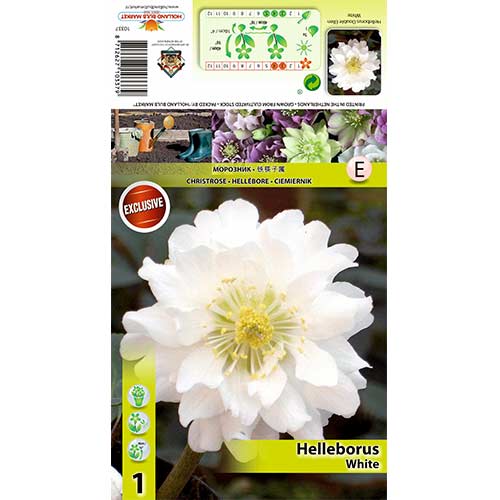 Spânz (Helleborus) Double Ellen White imagine 1 articol 70411
