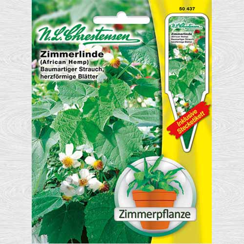 Sparmannia africana (Tei de cameră) imagine 1 articol 69381