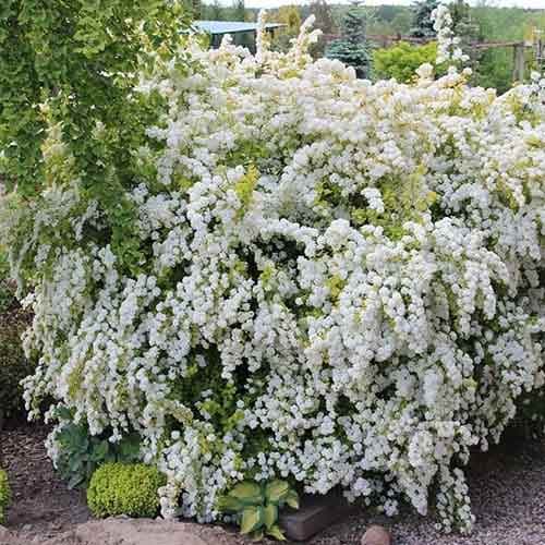 Spiraea vanhouttei Gold Fountain, С2 изображение 1 артикул 8268