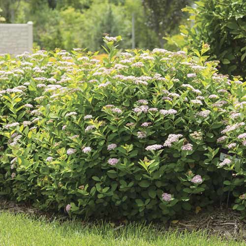 Спирея Pink Sparkler PBR, С3 изображение 1 артикул 8579