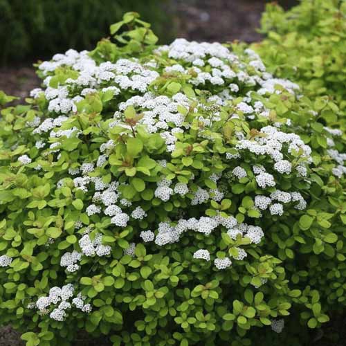 Спирея Tor Gold PBR, С2 изображение 1 артикул 8580