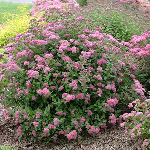 Спирея японска Neon Flash изображение 1 артикул 4812