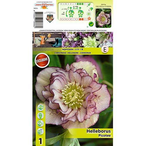 Spânz (Helleborus) Double Ellen Picotee imagine 1 articol 70410