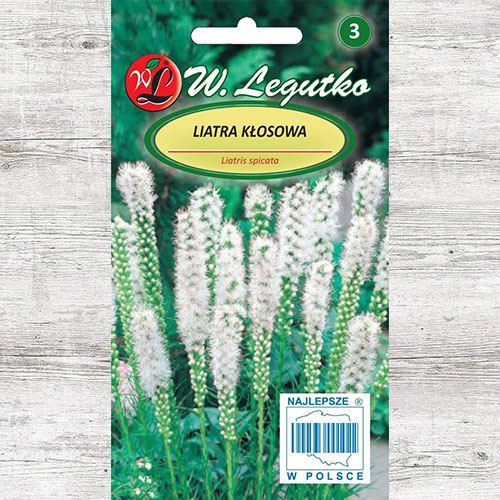 Steaua strălucitoare (Liatris spicată) albă Legutko imagine 1 articol 87103